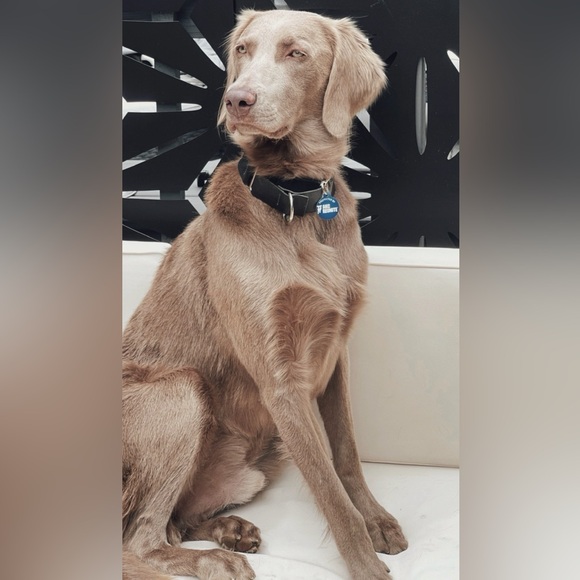 LIVE JAN 5 2pm (a little later than usual ) 
Happy New Year 
MON & FRI MORNINGS - Picture 4 of 17